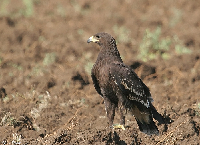      Greater Spotted Eagle   Aquila clanga  Fulvescens    , 2008,: 